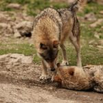 Two wolves engage in social behavior outdoors on a rocky terrain.