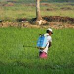 A South Asian farmer sprays pesticide on a green paddy field in Ernakulam, India.