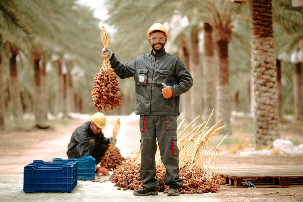 Two men harvesting ripe dates in a palm grove in Biskra, Algeria, showcasing agricultural work.