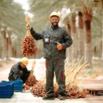 Two men harvesting ripe dates in a palm grove in Biskra, Algeria, showcasing agricultural work.