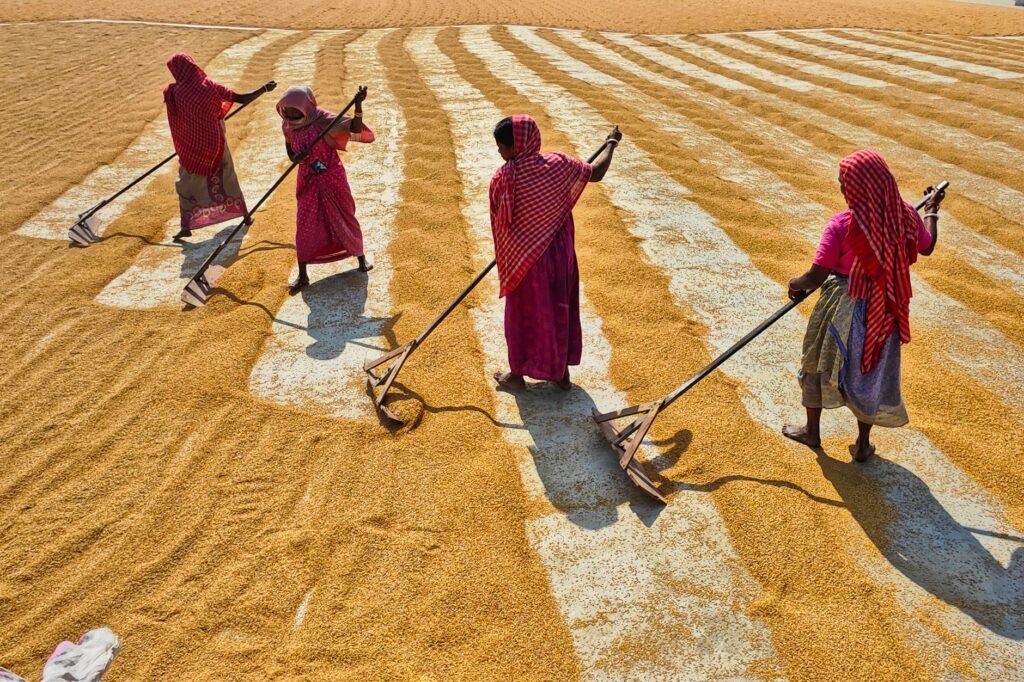 Women drying paddy under sunlight in rural Habra, India