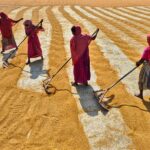 Women drying paddy under sunlight in rural Habra, India