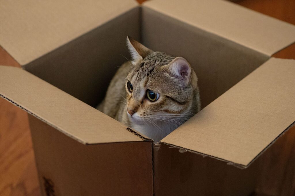 Charming domestic cat peeking out of a cardboard box, capturing a playful moment.