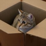Charming domestic cat peeking out of a cardboard box, capturing a playful moment.