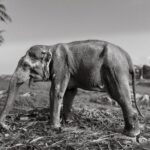 A detailed black and white photo of an elephant standing in a rural Indian landscape.