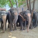 Humane Treatment for All Animals is the Call of the Hour, says World Animal Protection