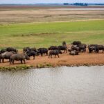 A peaceful scene of buffaloes gathered by a lakeside in a vast grassland.