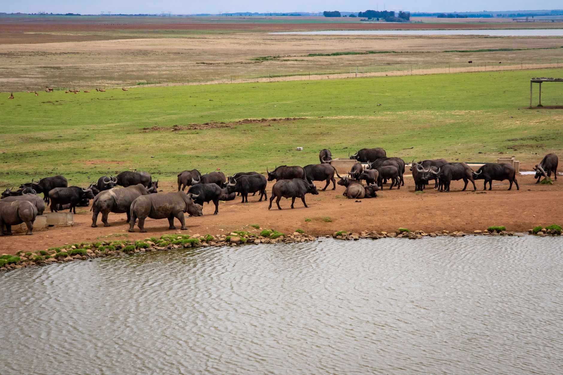 A peaceful scene of buffaloes gathered by a lakeside in a vast grassland.