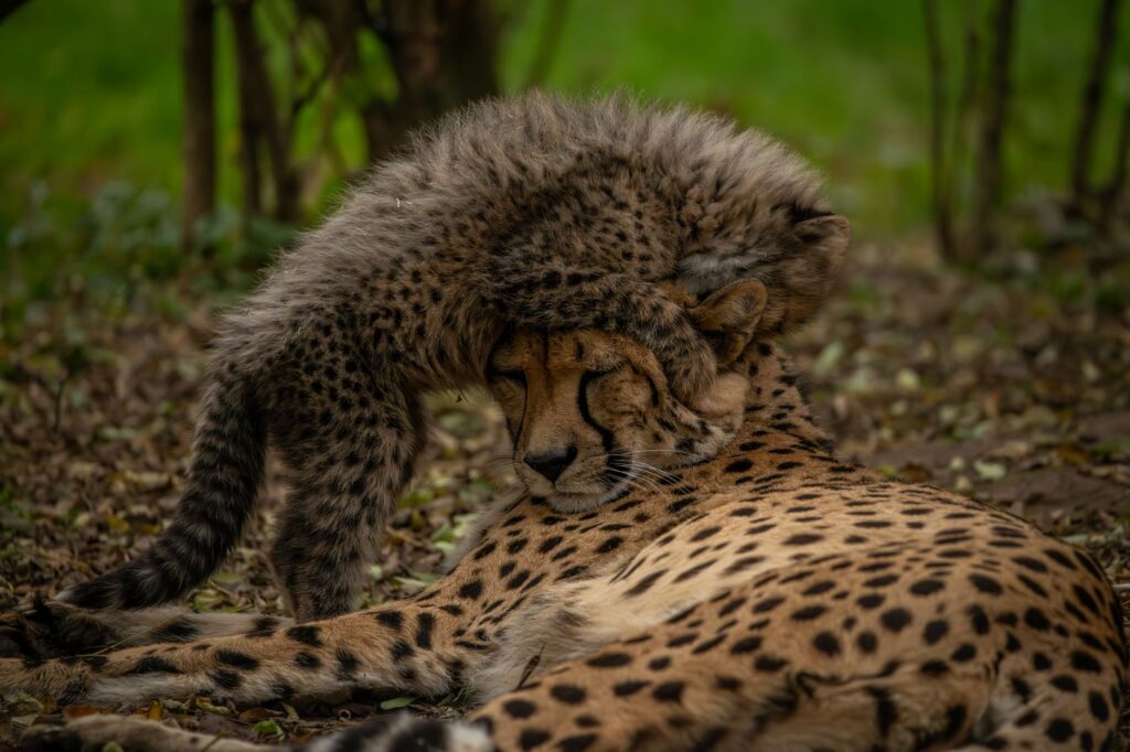 Adorable cheetah cub playfully cuddles with its mother in the African savannah, showcasing family bonds.