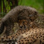 Adorable cheetah cub playfully cuddles with its mother in the African savannah, showcasing family bonds.