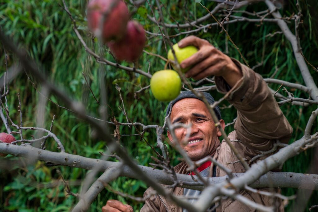 Smiling man picking apples from tree in vibrant outdoor orchard setting.