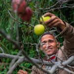 Smiling man picking apples from tree in vibrant outdoor orchard setting.