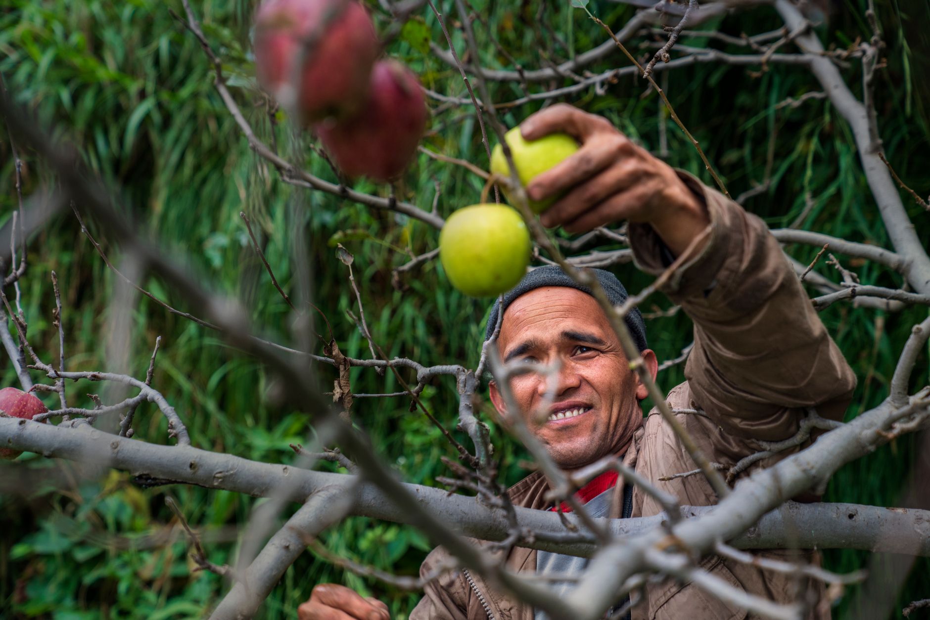 Smiling man picking apples from tree in vibrant outdoor orchard setting.