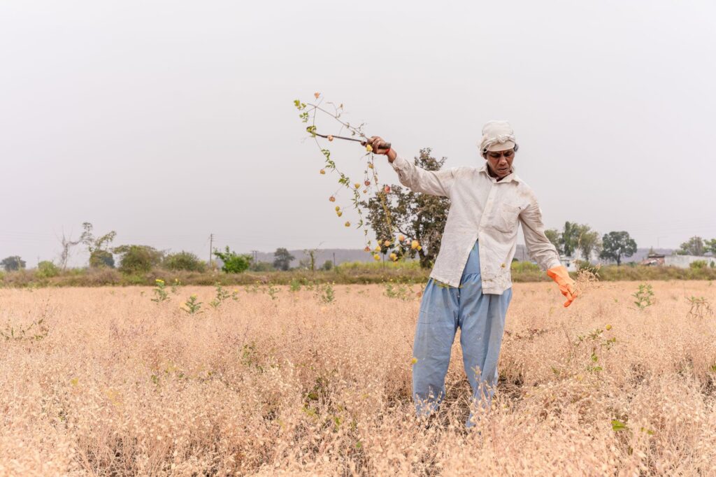 A farmer in Nagpur, India, harvesting crops in the summer field, showcasing rural agricultural life.