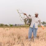 A farmer in Nagpur, India, harvesting crops in the summer field, showcasing rural agricultural life.