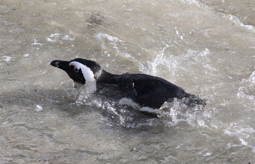 An African penguin gracefully swims through the ocean waves.