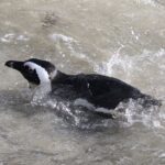 An African penguin gracefully swims through the ocean waves.