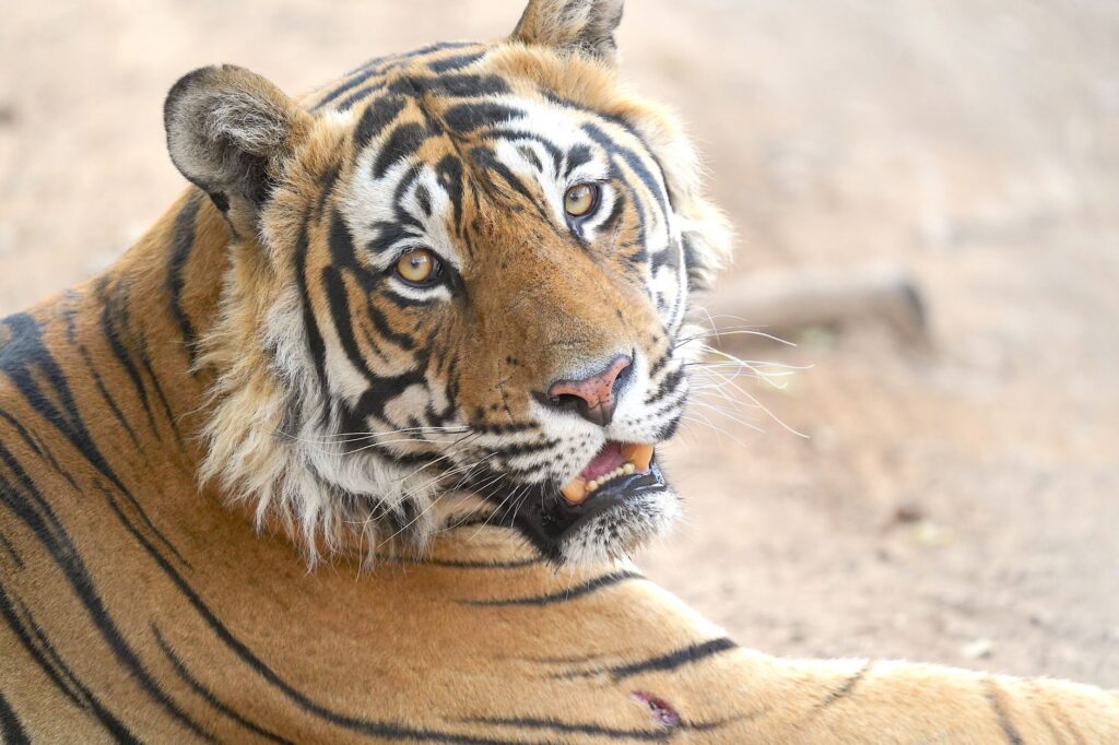 Close-up portrait of a majestic Bengal tiger in India, showcasing its striking features in natural habitat.