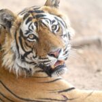 Close-up portrait of a majestic Bengal tiger in India, showcasing its striking features in natural habitat.