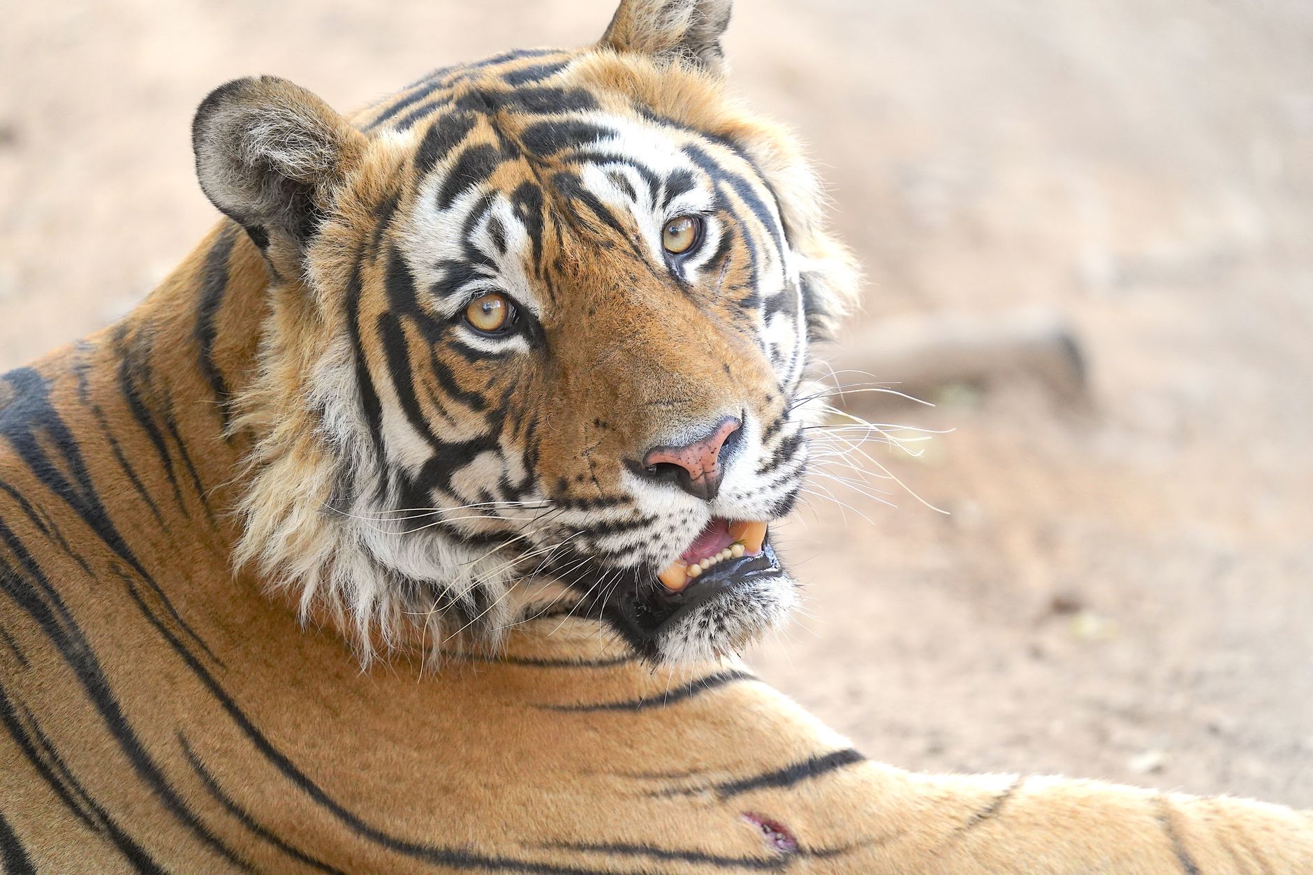 Close-up portrait of a majestic Bengal tiger in India, showcasing its striking features in natural habitat.